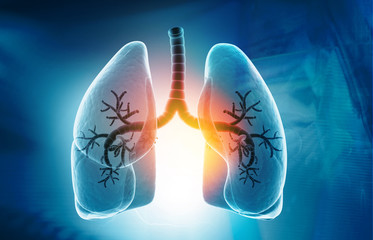 Human lungs anatomy on blue background. 3d illustration.