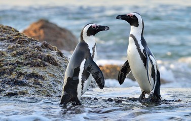 African Penguins on the seashore. African Penguins (Spheniscus demersus) on Boulders Beach near...