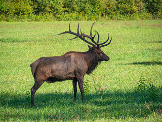 Naklejka na ściany i meble Elk in the Blue Mountains