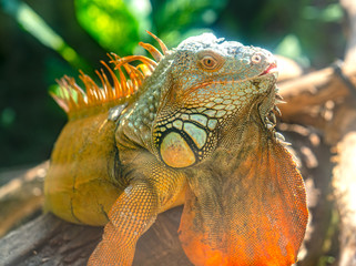 Obraz premium Giant iguana portrait is resting. This is the residual dinosaur reptile that needs to be preserved in the natural world