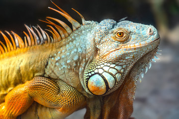 Giant iguana portrait is resting. This is the residual dinosaur reptile that needs to be preserved...
