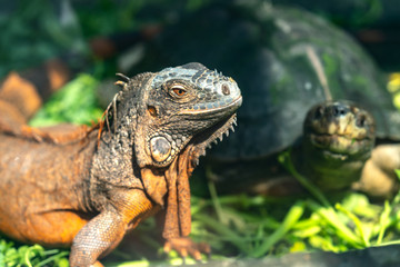 Giant iguana portrait is resting. This is the residual dinosaur reptile that needs to be preserved in the natural world