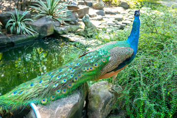 Obraz premium Portrait of the peacock feather in the zoo. This is a precious bird that needs to be preserved in the natural world