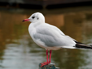 Close up of Portrait of Stunning black-headed gull perched on a pole waterside 