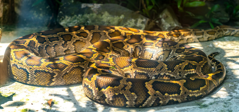 The python is sleeping in the zoo. This is a reptile that are domesticated as domestic pets