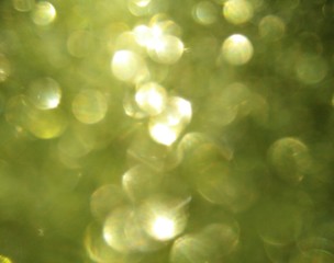 abstract green background with bokeh