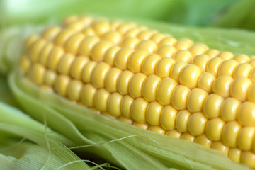 Fresh yellow corn close-up. Corn on the cob.