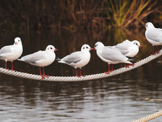 Black-headed Gulls or seagulls (Chroicocephalus ridibundus) perched in a row on a balustrade at the water's edge