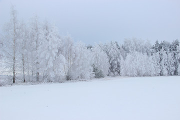 Fototapeta na wymiar At the edge of the forest are pines and birches all covered with frost