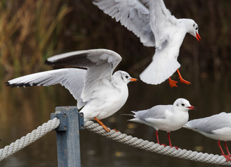 Many Black-headed Gulls or seagulls (Chroicocephalus ridibundus) perched on a pontoon at the water's edge