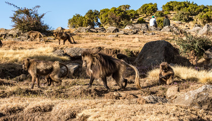 Fototapeta premium Gelada Baboon - Theropithecus Gelada. Simien Mountains in Ethiopia