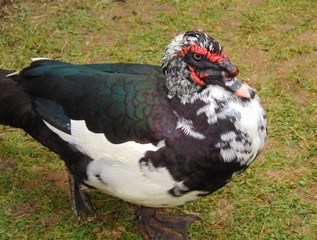 Close-up of a Muscovy Duck (Cairina moschata) in the grass. Portrait of an adult black and white musky duck on a blurred green background, outdoor.