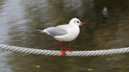Portrait of a Black-headed Gulls or seagulls (Chroicocephalus ridibundus) perched on balustrade at the water's edge