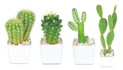 Cactus isolated on white background, Lovely green cactus, closeup cacti for decoration.