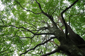 木漏れ日の中で