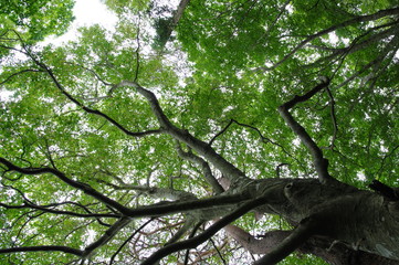 木漏れ日の中で