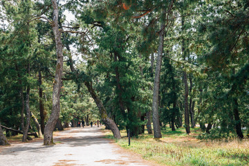 Fototapeta premium Amanohashidate Park pine trees road in Kyoto, Japan