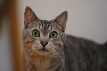 見つめる猫