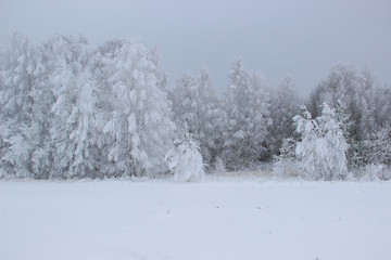 The edge of the forest of birches is all in frost