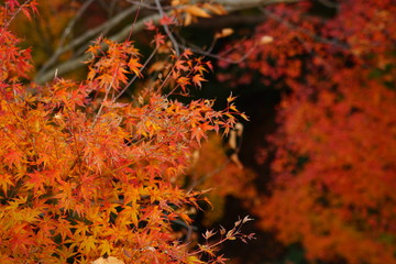 紅葉