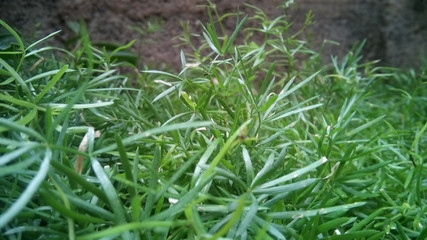 green grass