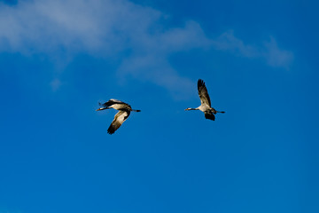 Crane in the Sky