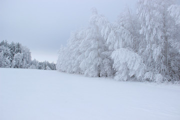 Field and forest all covered with a thick layer of frost