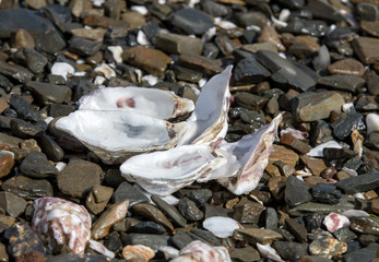 Oyster shells on a rocky beach in Cancale.  Brittany, France