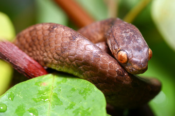 The keeled slug-eating snake, Pareas carinatus, is a species of snake in the family Pareidae . It...