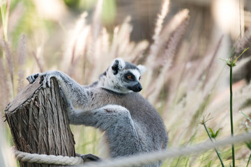 Wild Animal Ring-Tailed Lemur in Forest