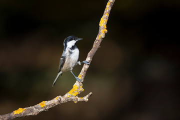 Cute little bird. Autumn nature background. Park, garden forest bird: Coal tit. 