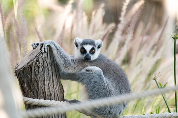 Fototapeta premium Wild Animal Ring-Tailed Lemur in Al Ain Zoo Safari