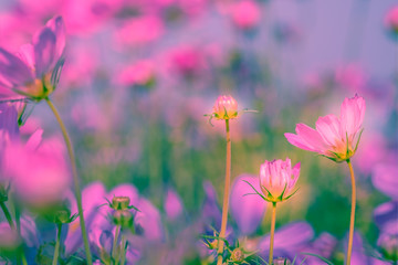 Selective soft focus of Beautiful pink cosmos flower field in outdoor floral garden meadow background in vintage style. Colorful cosmos flower blooming nature in winter spring season.