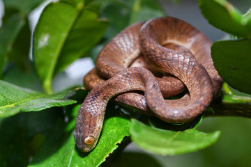 The keeled slug-eating snake, Pareas carinatus, is a species of snake in the family Pareidae . It...