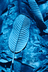 Close-up dry tropical leaves. Color of the year 2020 concept.