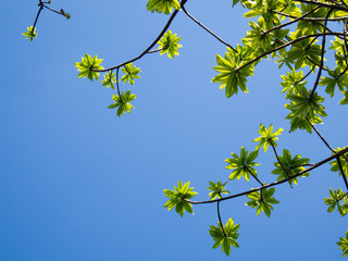 young leaves with blue sky pattern background