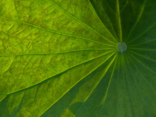 Fototapeta na wymiar closed up texture of lotus leaf 