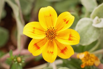 Bidens ferulifolia - detail of a beautiful yellow flowers planted in the pot, summer teracce.