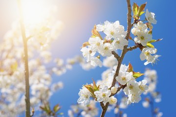 Cherry tree blooming in the springtime, blue sky and sunlight