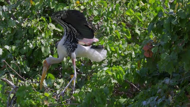 Painted stork (Mycteria leucocephala) walking balance on branch at tree. Watch birds behavior of the natural habitat.