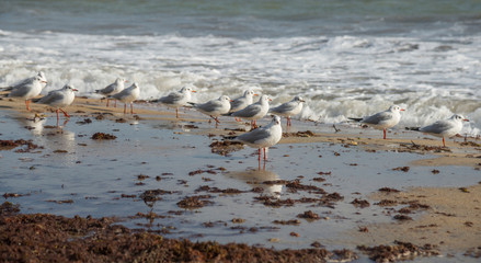 Seagulls on the beach