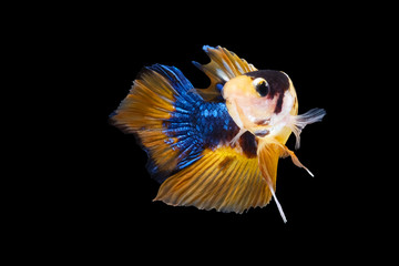 Wild betta fish, Siamese fighting fish, Pla-kad (Biting fish) isolated on black background. File contains a clipping path.;