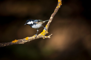 Cute little bird. Autumn nature background. Park, garden forest bird: Coal tit. 