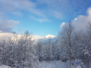 winter landscape with trees and blue sky