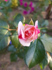 pink rose in garden