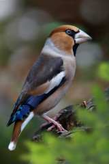 Eichelhäher (Garrulus glandarius) Singvogel sitzt auf Ast