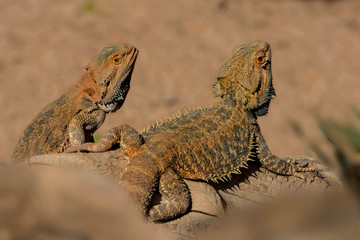 Zwei  Bartagamen (Pogona) liegen im Sand