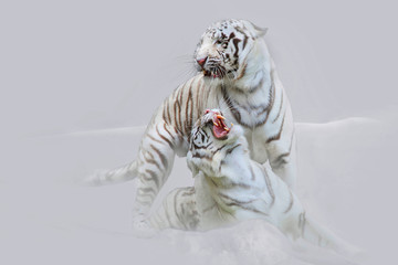 Weiße Tiger (Panthera tigris tigris) im Schnee nach Paarung