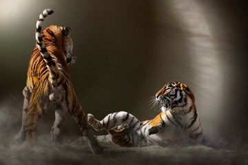  Königstiger Paar (Panthera tigris tigris) Bengal-Tiger oder Indischer Tiger 
