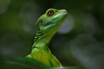 Basilisken (Basiliscus) Schuppenkriechtier, von vorne